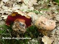 Imperator rhodopurpureus-amf355